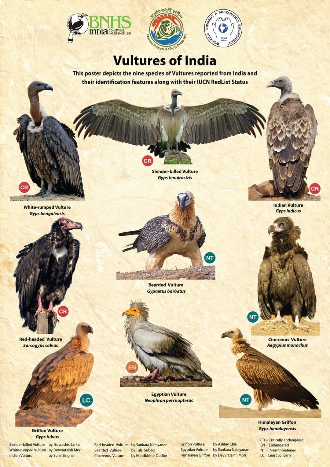 Vultures%20of%20India